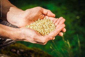 Buchweizen Keimlinge in Händen gehalten